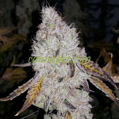 Wedding Cake aka Triangle Mints 5 fem - zum Schließen ins Bild klicken