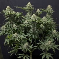 (image for) Wedding Cheesecake FF