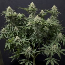 Ein allgemeines Bild