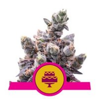 Wedding Gelato feminized