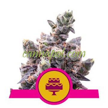 Wedding Gelato feminized - zum Schließen ins Bild klicken