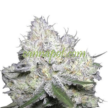 Weddingcake x Frosty Gelato fem - zum Schließen ins Bild klicken