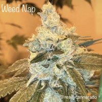 Weed Nap