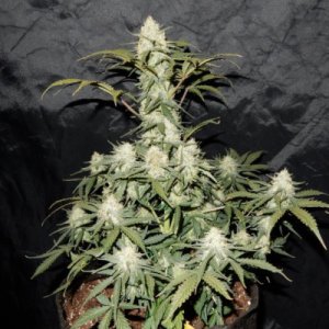 West Coast OG Auto fem