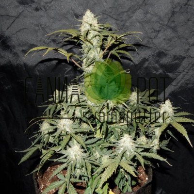 West Coast OG Auto fem - zum Schließen ins Bild klicken