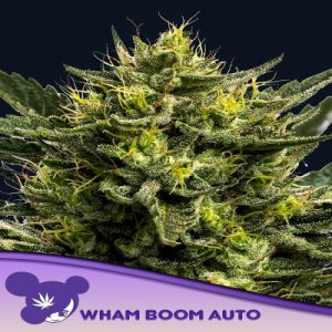 Wham BOOM Automatic