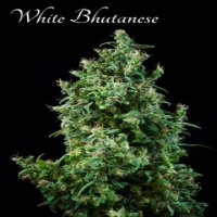 White Butanese fem