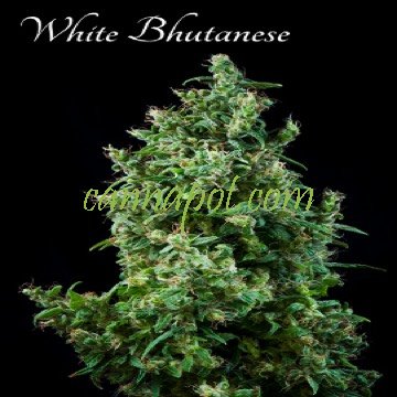 White Butanese fem - zum Schließen ins Bild klicken