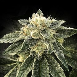 Ein allgemeines Bild