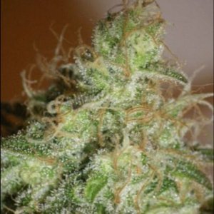 (image pour) White Chronic fem