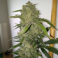 White Cookies Auto female