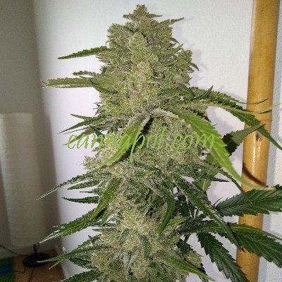 White Cookies Auto female - zum Schließen ins Bild klicken