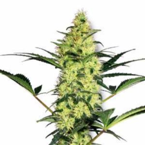 (Bild für) White Diesel fem