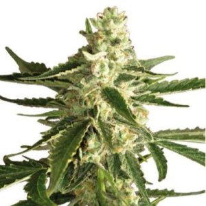 (imagen para) White Diesel Haze Automatic