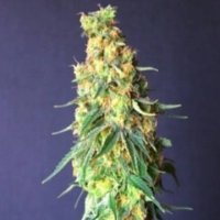 White Domina CBD female White Domina CBD female