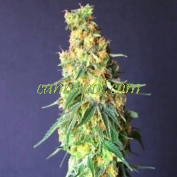 White Domina CBD female - zum Schließen ins Bild klicken