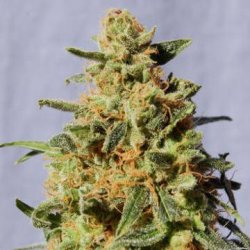 Ein allgemeines Bild