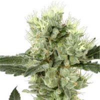 (imagen para) White Haze