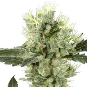 (imagen para) White Haze