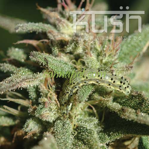 White Kush - zum Schließen ins Bild klicken