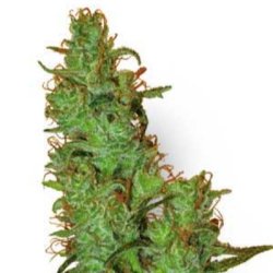 Ein allgemeines Bild