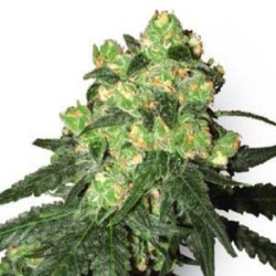 Ein allgemeines Bild