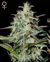 White Lemon feminized