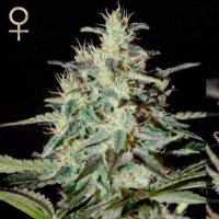 (Bild für) White Lemon feminized