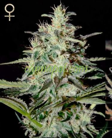 White Lemon feminized - zum Schließen ins Bild klicken