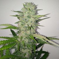 White Punch Auto female