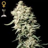 (image pour) White Rhino female