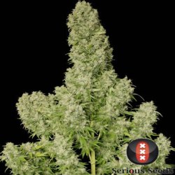 Ein allgemeines Bild