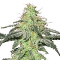 (image for) White Skunk