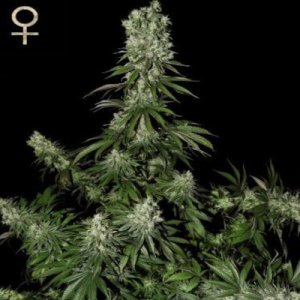 (imagen para) White Strawberry Skunk feminized