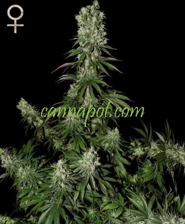 White Strawberry Skunk feminized - zum Schließen ins Bild klicken