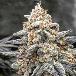 Ein allgemeines Bild