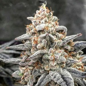 (Bild für) White Wedding RBX