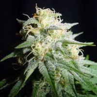 White Widow Automatic 5 fem