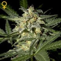 (image pour) White Widow Auto female