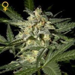 Ein allgemeines Bild