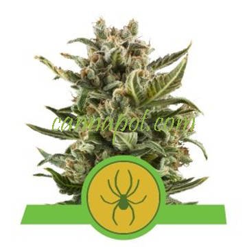 White Widow Auto feminized - zum Schließen ins Bild klicken