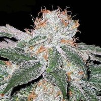 White Widow Seedsman