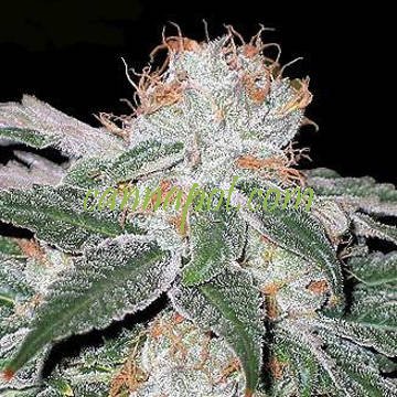 White Widow Seedsman - zum Schließen ins Bild klicken