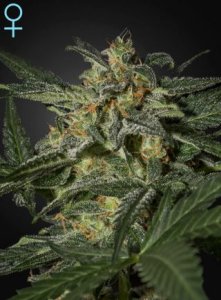 White Widow CBD Auto female