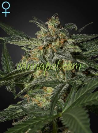 White Widow CBD Auto female - zum Schließen ins Bild klicken