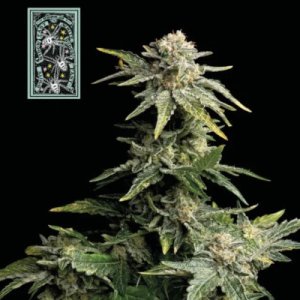 (image for) White Widow Fast female