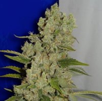 Ceres White Widow fem