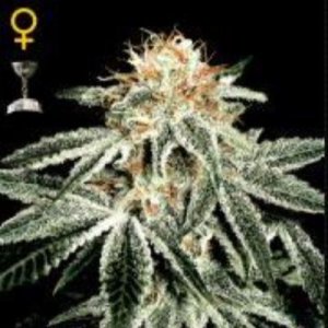 (image for) White Widow female