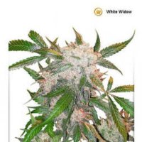 (image for) White Widow