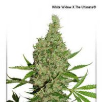 (image pour) White Widow x The Ultimate